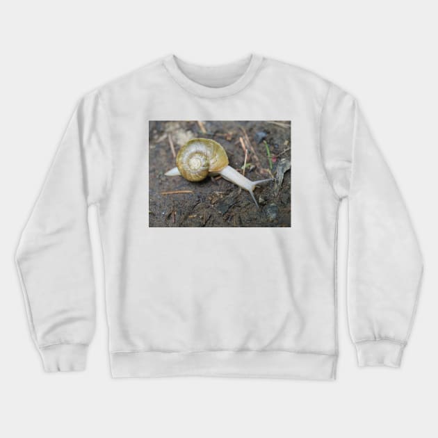 Haplotrema vancouverense snail Crewneck Sweatshirt by SDym Photography